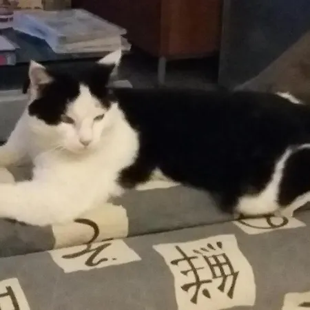 Al Monte Appartement